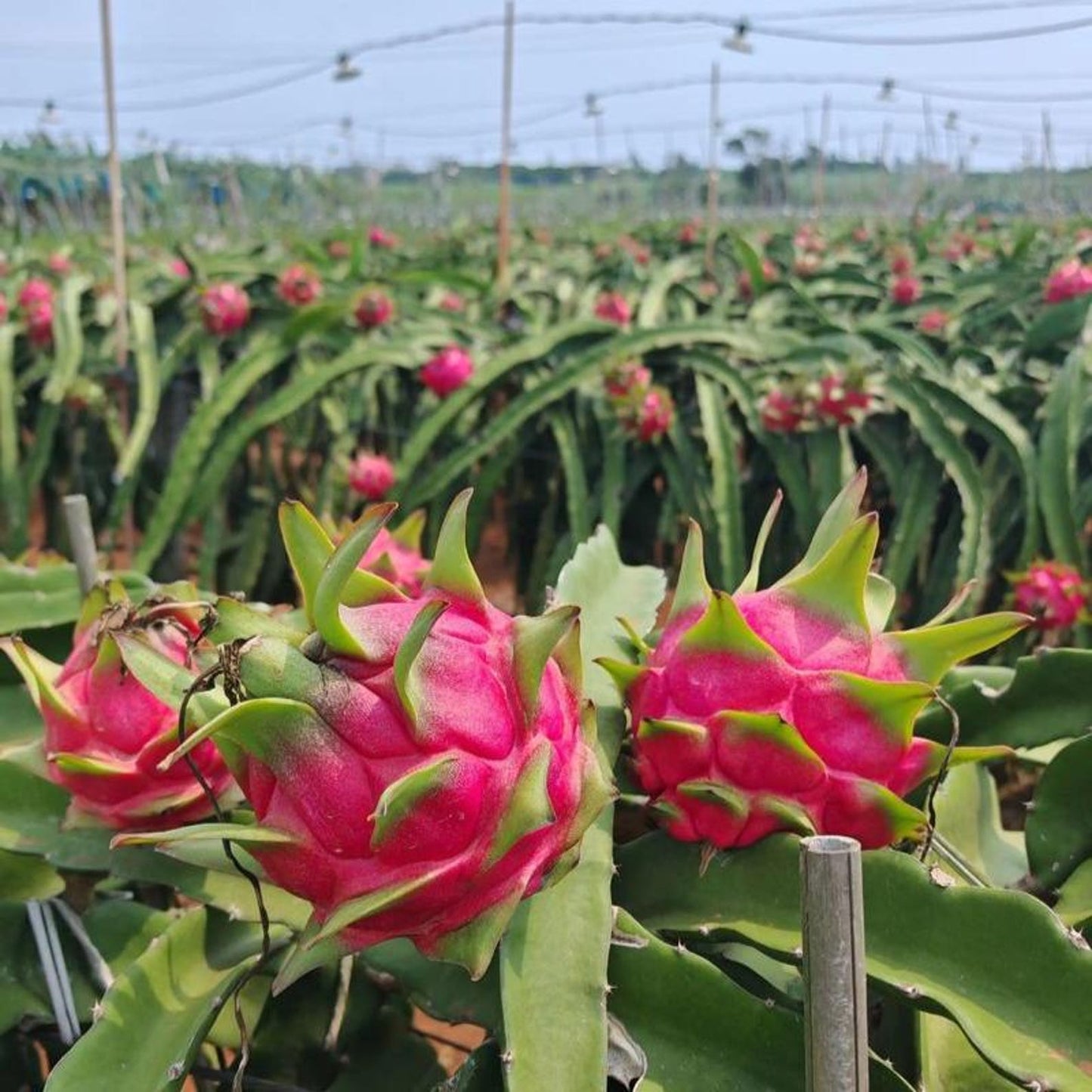 100Pcs Dragon Fruit Seeds Simple to Cultivate form strong climbing structure for natural yard trellis embellishment and outdoor decor