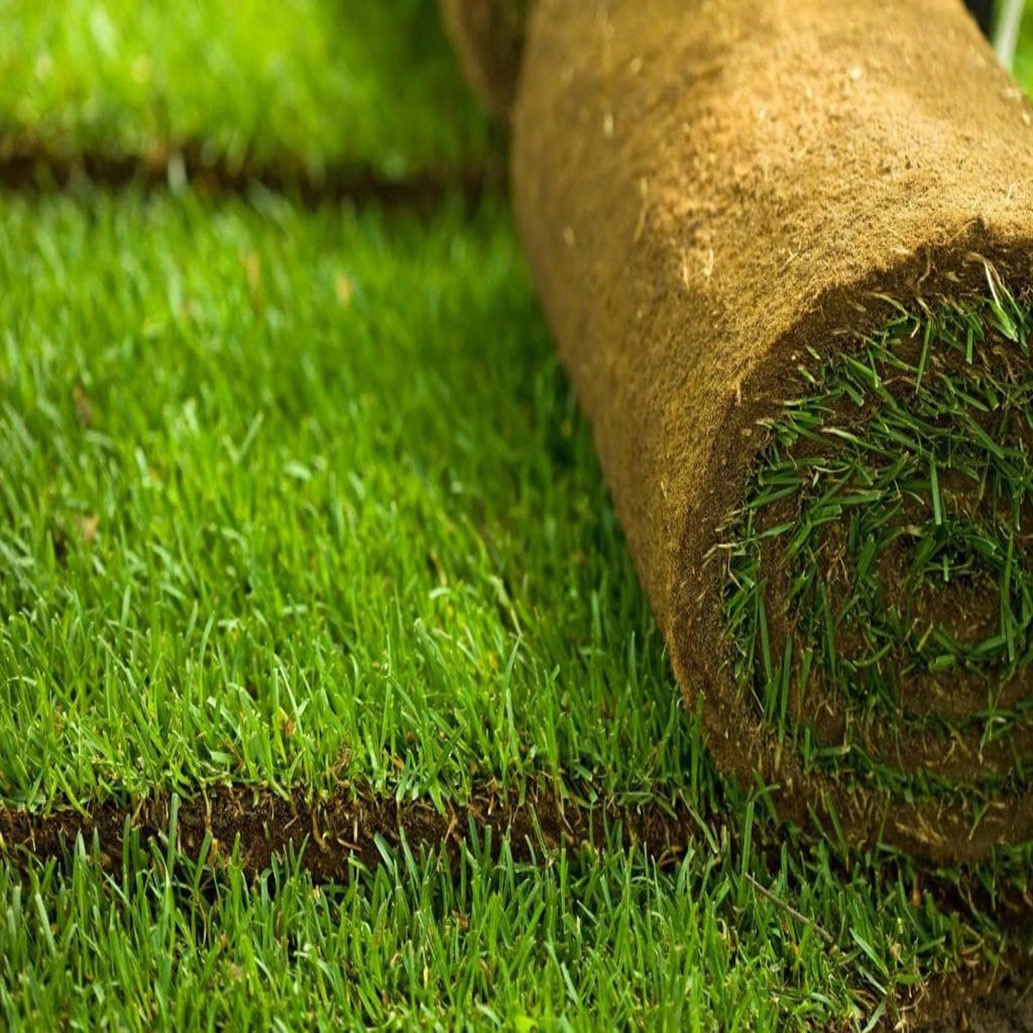 500Pcs Grass Seed for Planting, Zoysia Grass Seed for Lawn, Soft Fine Ground Cover for Landscape