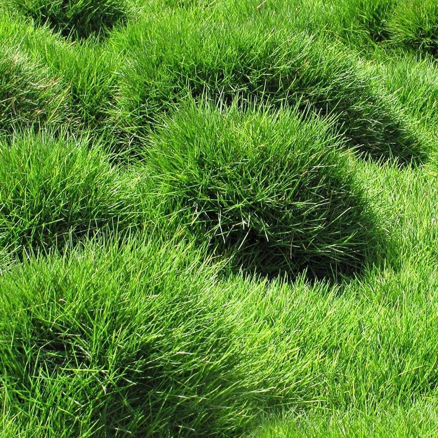 480Pcs Effortless Growing Grass Seeds suitable for casual lawn planting and long term large area ground cover layout