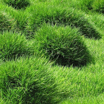 480Pcs Effortless Growing Grass Seeds suitable for casual lawn planting and long term large area ground cover layout