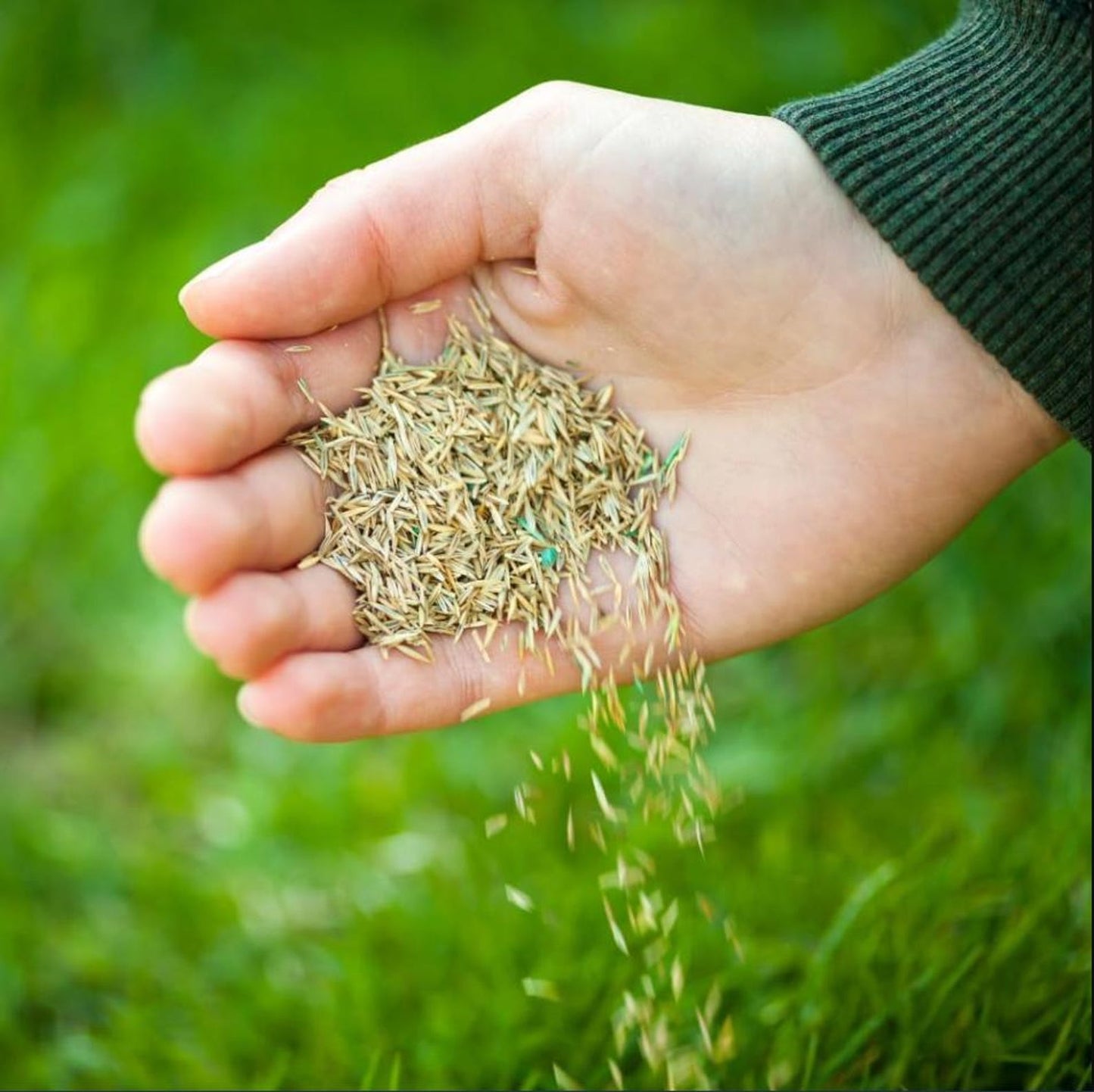 480Pcs Effortless Growing Grass Seeds suitable for casual lawn planting and long term large area ground cover layout