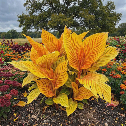 100pcs Suitable for beginner planting Caladium Bicolor Seeds flourish in loose airy planting medium ideal for indoor ornamental cultivation