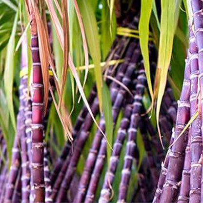 50Pcs Sugar Cane Seeds Tall Sweet Garden Plant