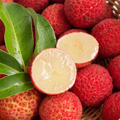 9Pcs Lychee Seeds Simple to Cultivate form wide spreading multi-branched tree structure with thick layered canopy foliage framework for courtyard and garden embellishment