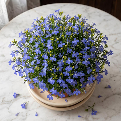 5000pcs Lobelia Seeds Simple to Grow add fresh delicate ornamental charm to home, balcony and garden decorative spaces