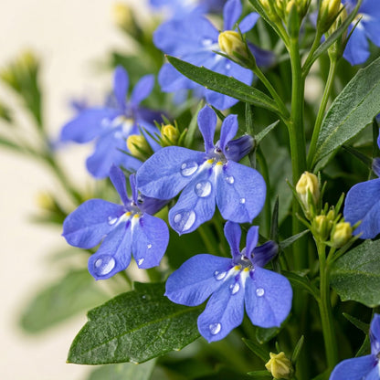 5000pcs Lobelia Seeds Simple to Grow add fresh delicate ornamental charm to home, balcony and garden decorative spaces
