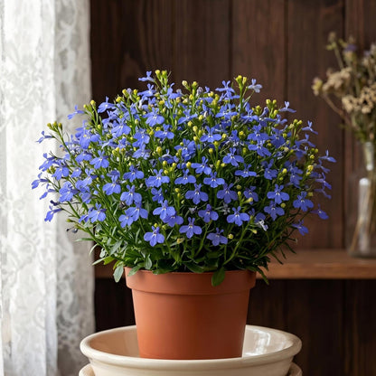 5000pcs Lobelia Seeds Simple to Grow add fresh delicate ornamental charm to home, balcony and garden decorative spaces