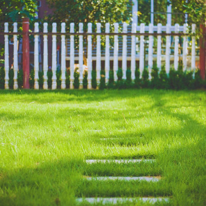 500Pcs Grass Seeds Fit for home planting hold stable growth cycles for lasting lawn and landscape layout value