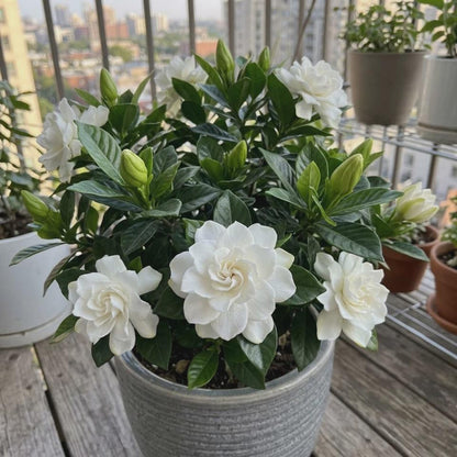 100 Cape Jasmine Seeds Fragrant Gardenia Flowers for Garden & Patio