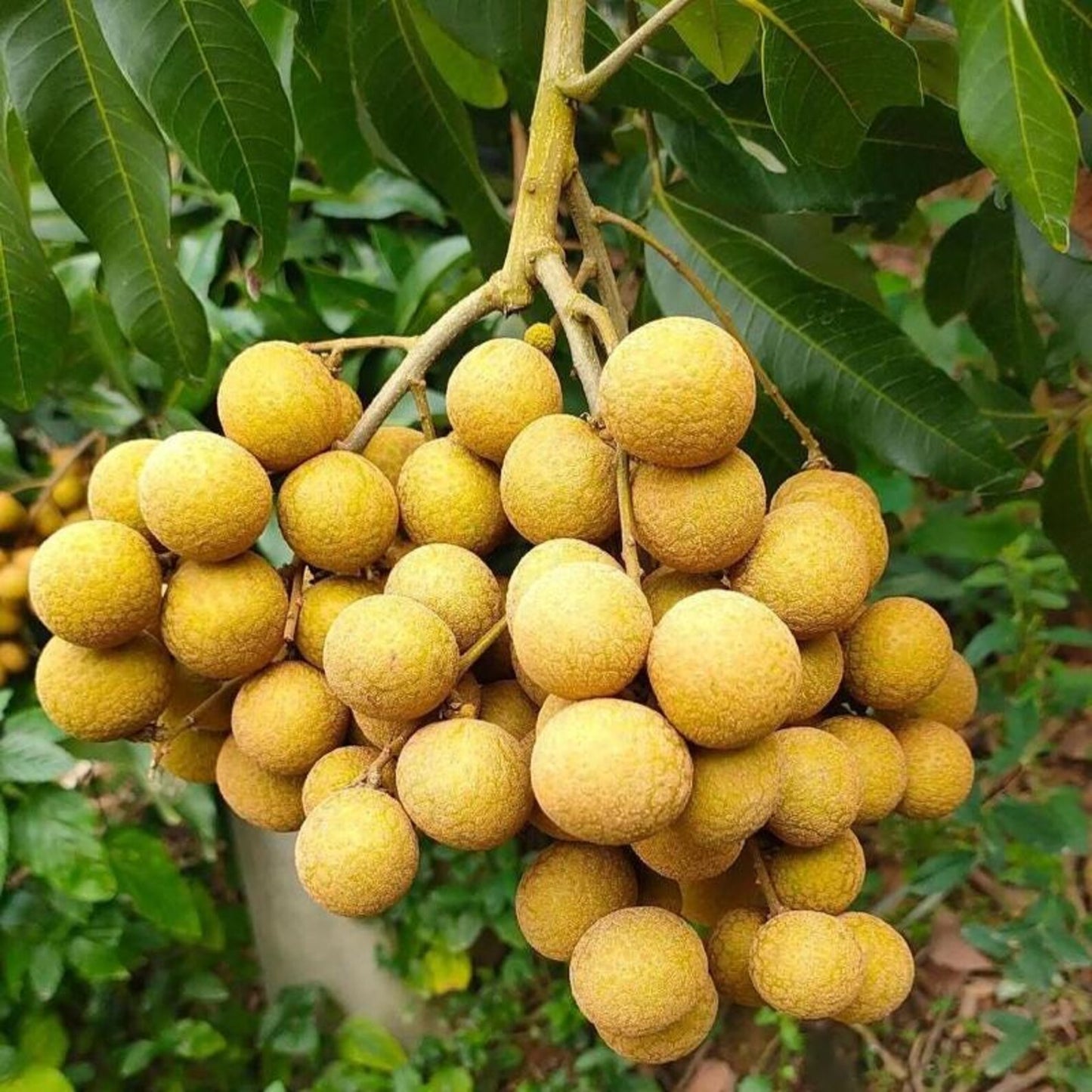 8Pcs Longan Seeds pair well with low undergrowth plantings to enrich multi-layered courtyard landscape structure