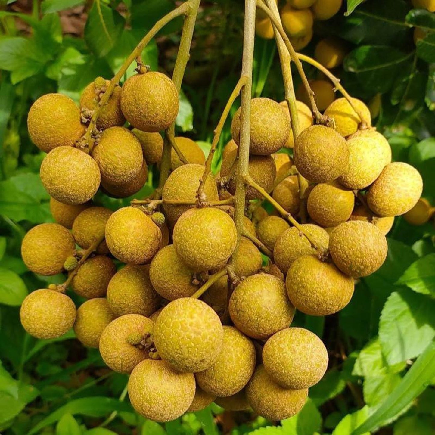 8Pcs Longan Seeds pair well with low undergrowth plantings to enrich multi-layered courtyard landscape structure
