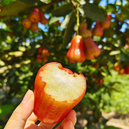 100Pcs Red Wax Apple Seeds Sweet Tropical Fruit Tree