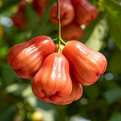 100Pcs Red Wax Apple Seeds Sweet Tropical Fruit Tree