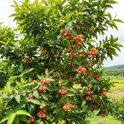 100Pcs Red Wax Apple Seeds Sweet Tropical Fruit Tree