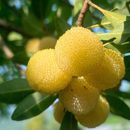 9Pcs Bayberry Seeds match naturally with subtropical courtyard garden design and residential landscape layout styles