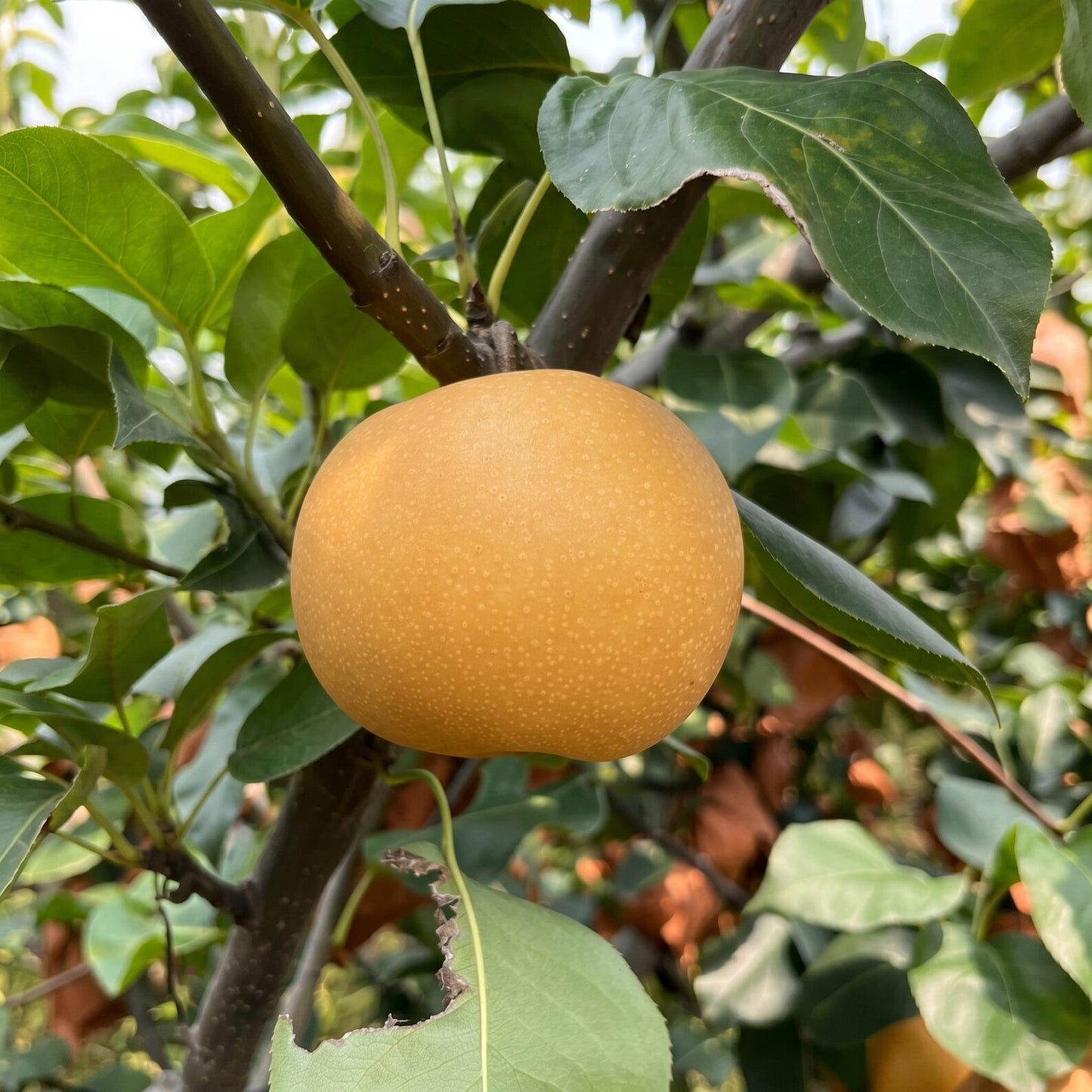 50Pcs Pear Seeds for planting along garden margins, courtyard boundaries and quiet sunny landscape corners
