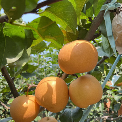 50Pcs Pear Seeds for planting along garden margins, courtyard boundaries and quiet sunny landscape corners