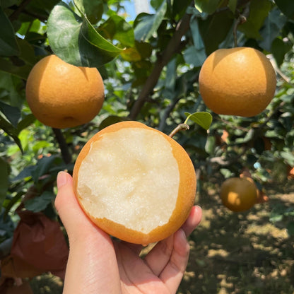 50Pcs Pear Seeds for planting along garden margins, courtyard boundaries and quiet sunny landscape corners