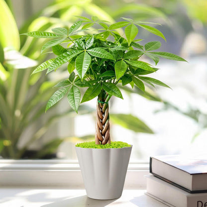85Pcs Woven Lucky Money Tree Seeds Good Fortune Home Decor Gift