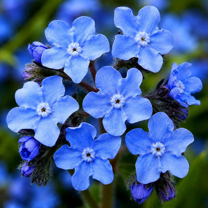 500pcs Forget Me Not Seeds perfect for layered shaded garden design and walkway side decorative styling