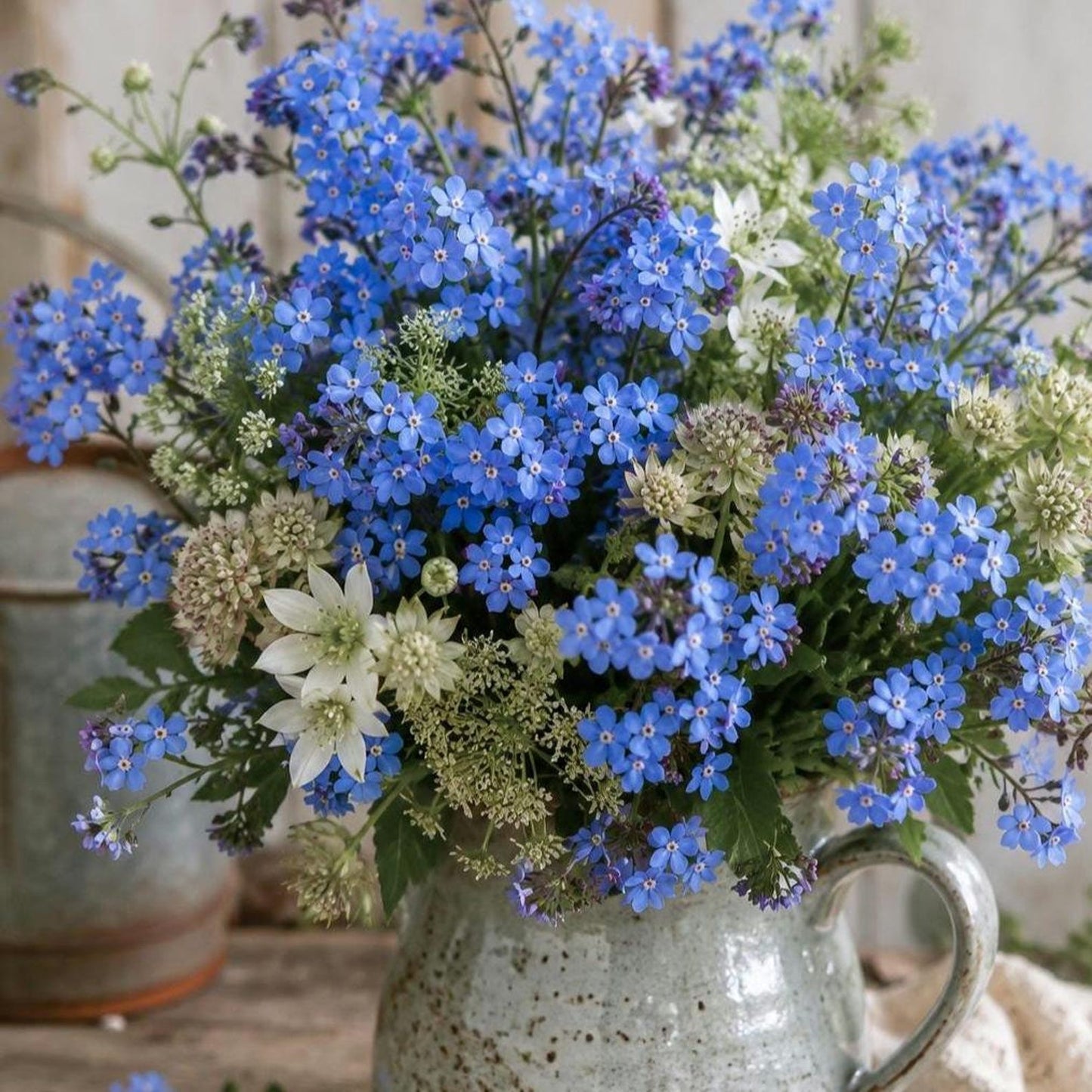 500pcs Forget Me Not Seeds perfect for layered shaded garden design and walkway side decorative styling