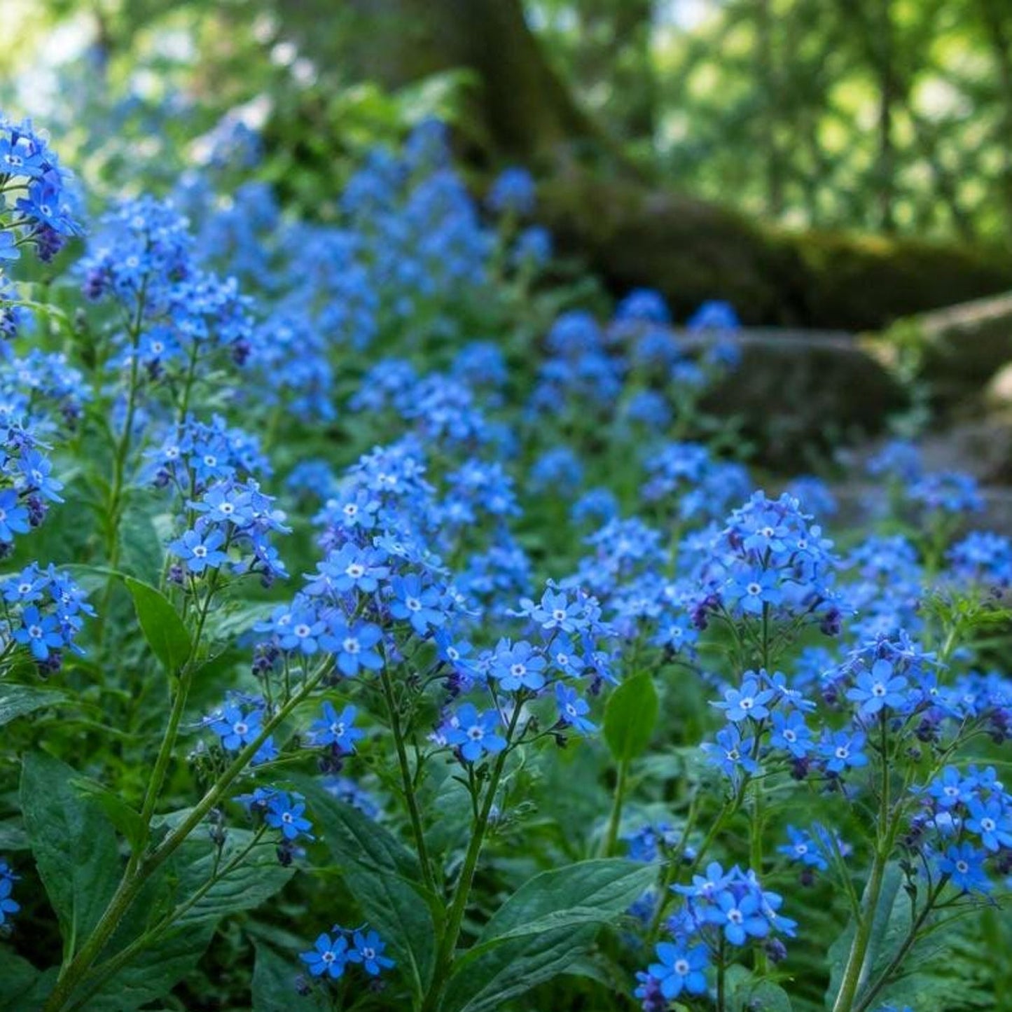 500pcs Forget Me Not Seeds perfect for layered shaded garden design and walkway side decorative styling