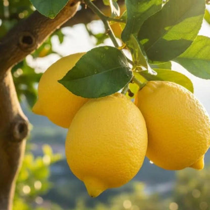 30Pcs Lemon Seeds Bring A Touch Of Tropical Elegance To Ordinary Backyard And Patio Environments