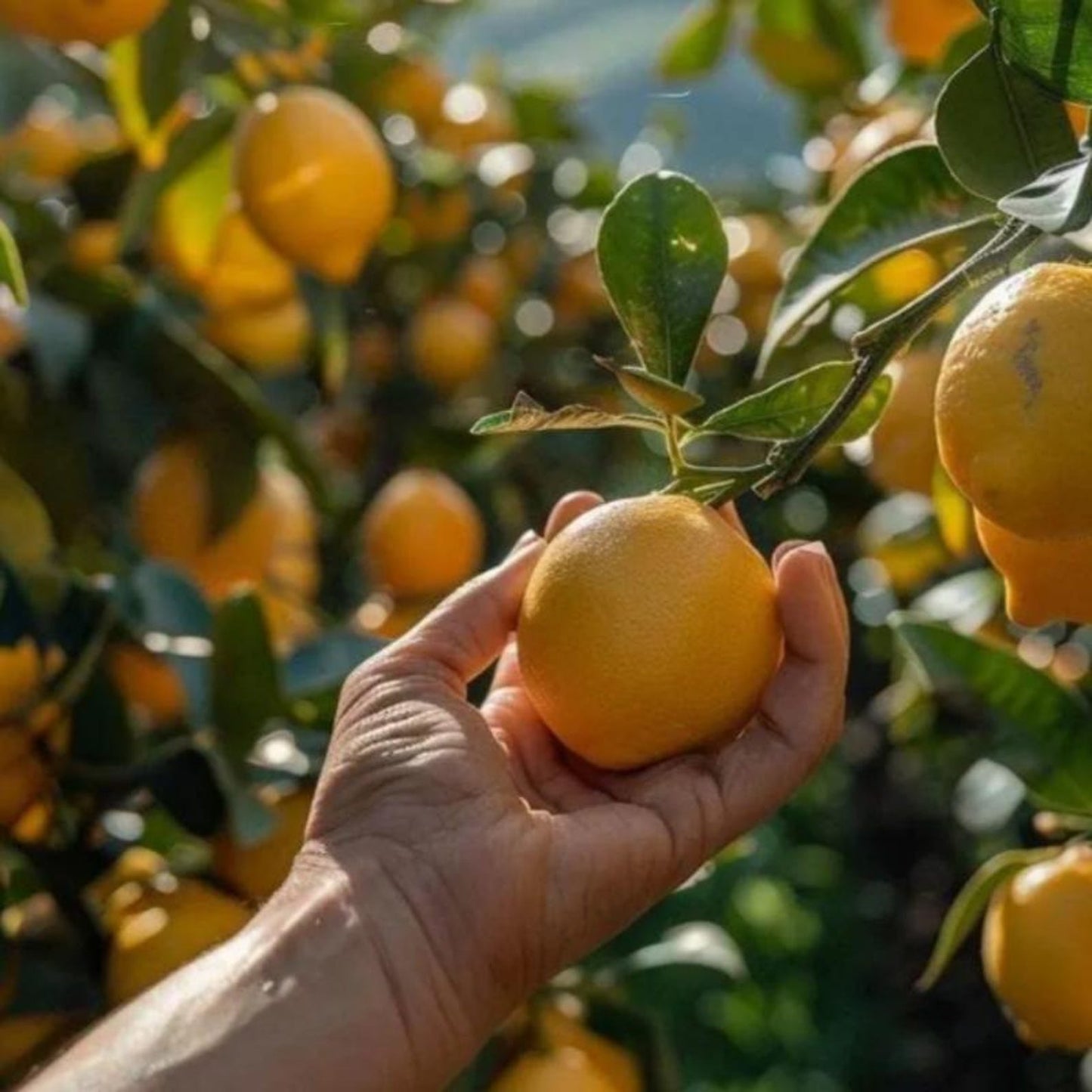 30Pcs Lemon Seeds Bring A Touch Of Tropical Elegance To Ordinary Backyard And Patio Environments