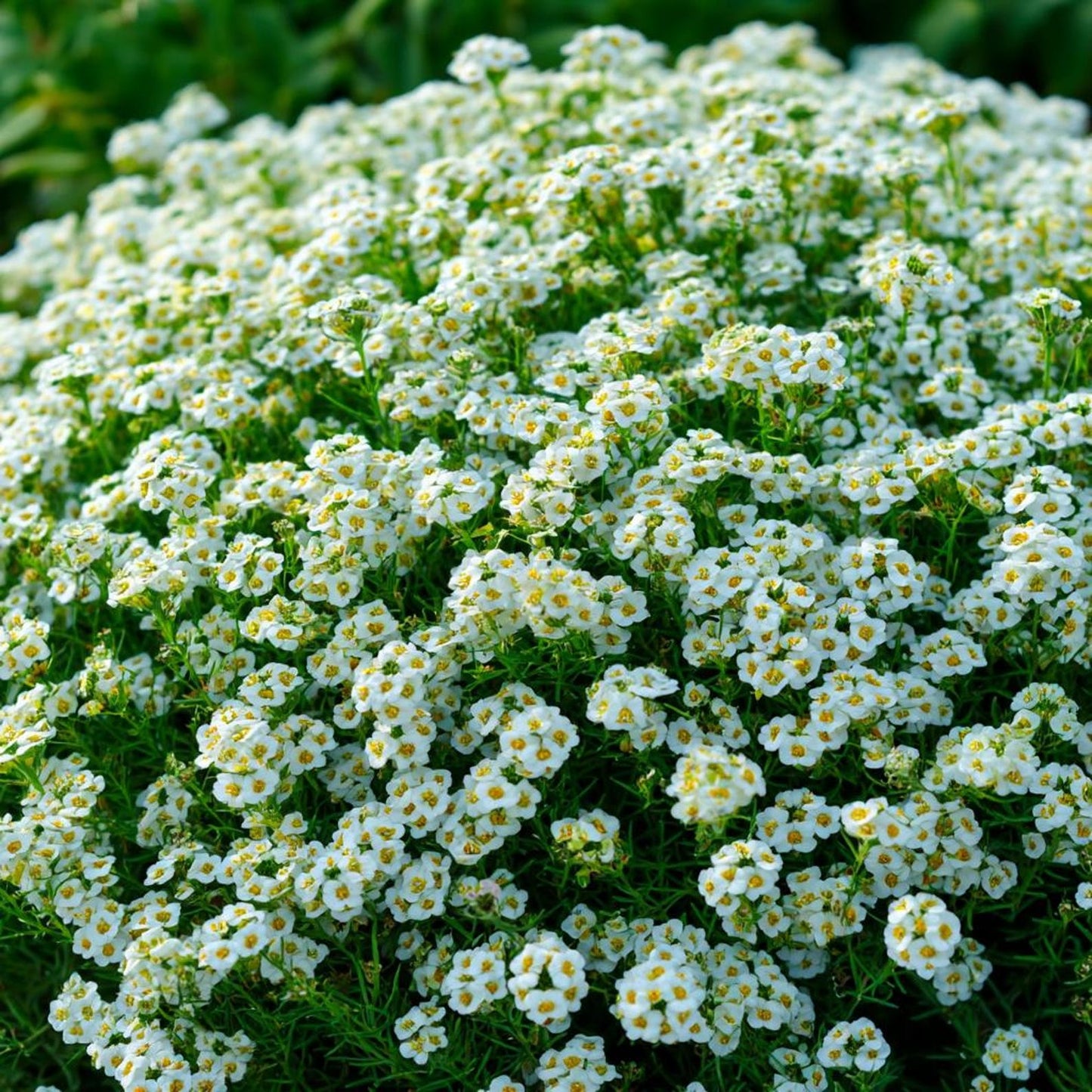 Carpet of Snow Sweet Alyssum 1000 Seeds | White Fragrant Ground Cover