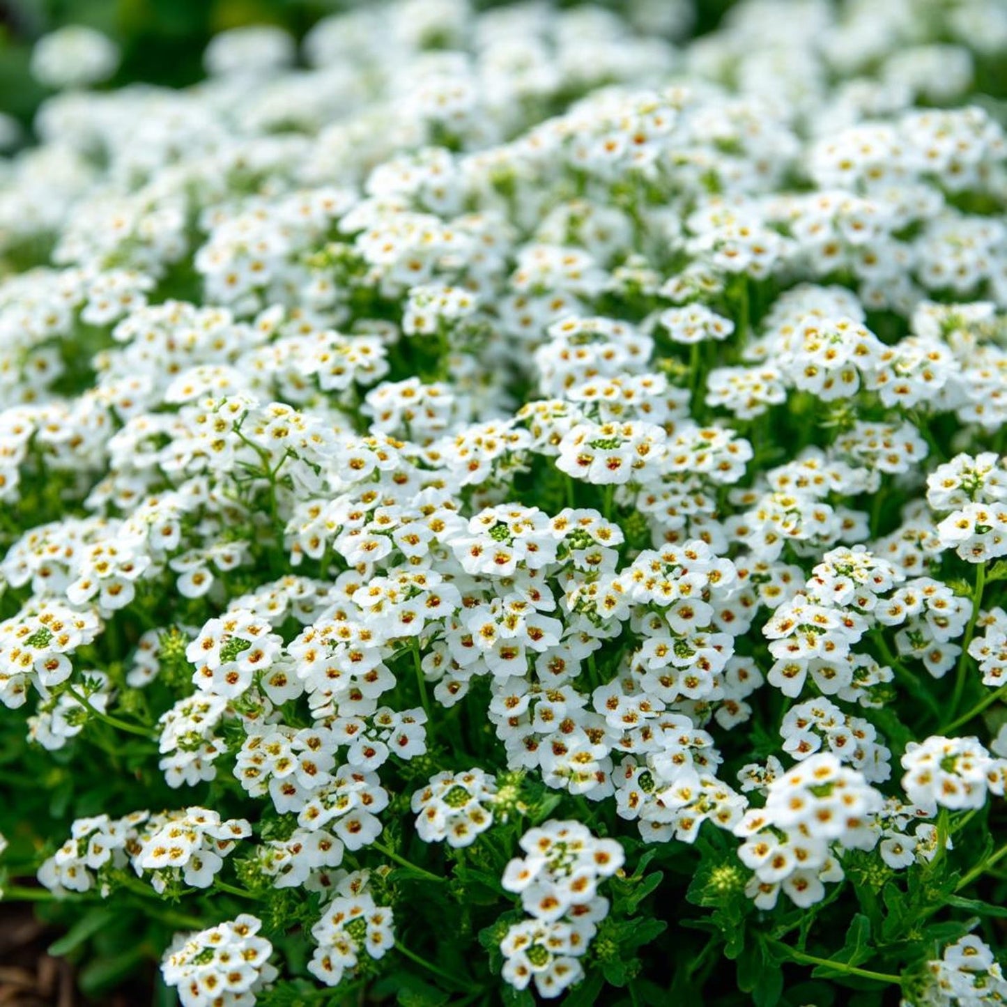 Carpet of Snow Sweet Alyssum 1000 Seeds | White Fragrant Ground Cover
