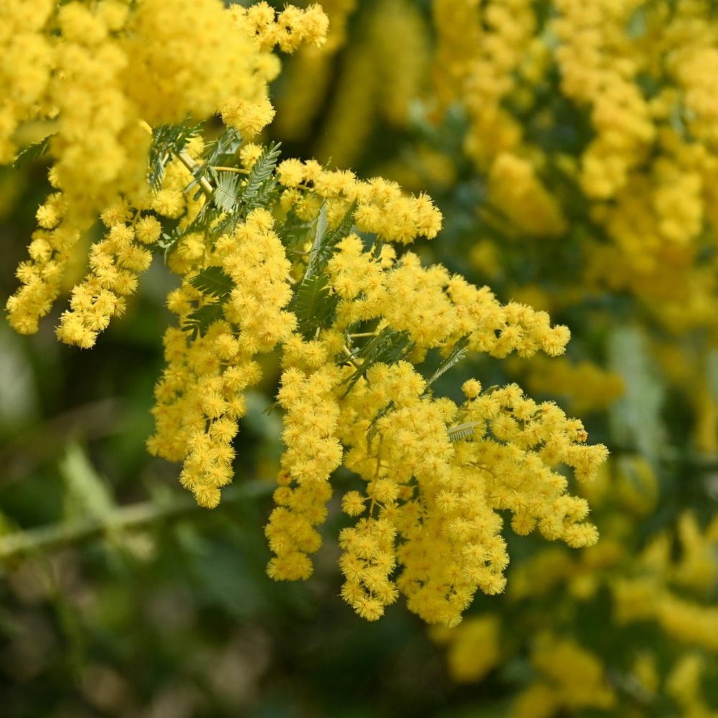 200Pcs Golden Wattle Seeds fill vast blank open spaces in newly arranged residential landscape layouts