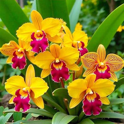 100pcs Mixed Orchid Seeds, Heirloom Non-GMO Exotic Garden Plants