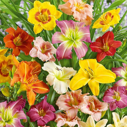 100pcs Easy to Sow and Grow Hundred Tail Flower Seeds deliver satisfying long term decorative planting experience