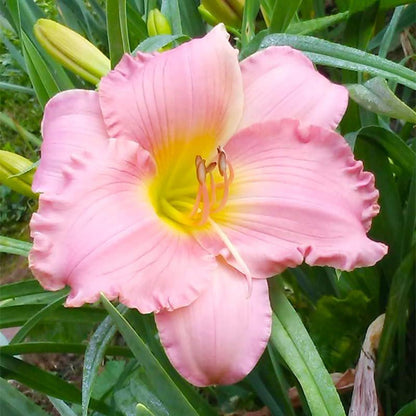 100pcs Easy to Sow and Grow Hundred Tail Flower Seeds deliver satisfying long term decorative planting experience