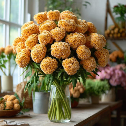 200pcs Straightforward Growing Celosia Seeds ideal for lining garden paths, walkways and quiet patio borders