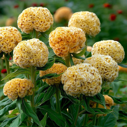 200pcs Straightforward Growing Celosia Seeds ideal for lining garden paths, walkways and quiet patio borders