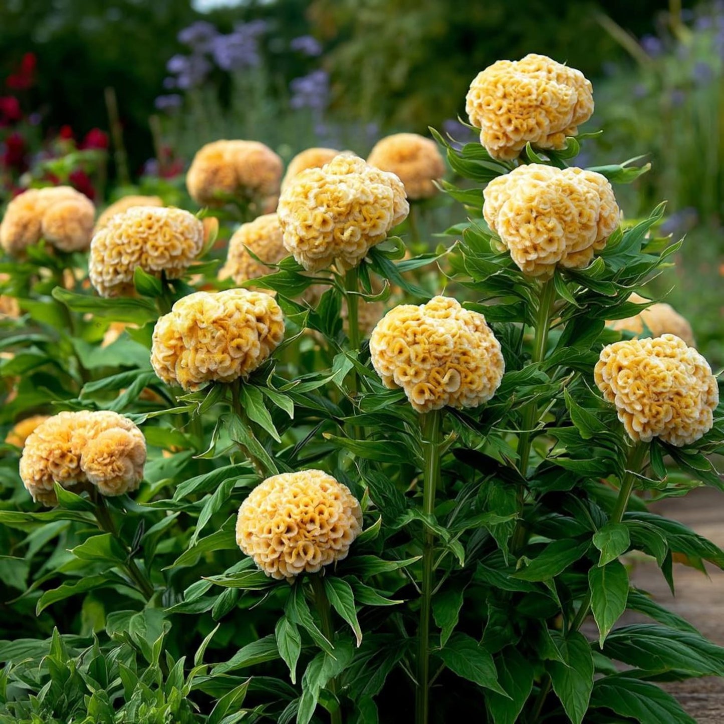200pcs Straightforward Growing Celosia Seeds ideal for lining garden paths, walkways and quiet patio borders