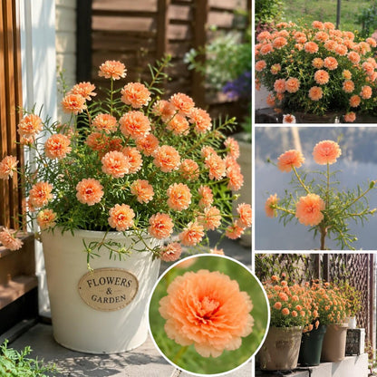 1000pcs Orange Moss Rose Seeds Simple to Grow enrich flat landscape with low sprawling blooming plant clusters