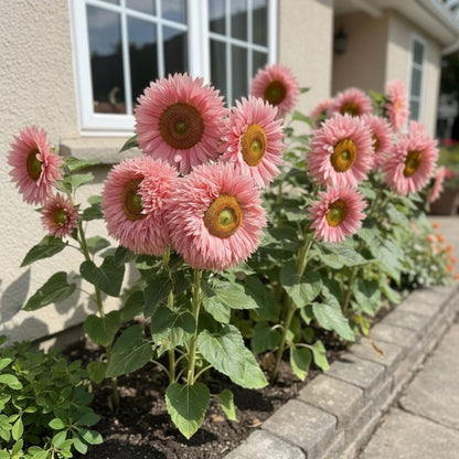 100 Pink Teddy Bear Sunflower Seeds – Fluffy Blooms for planting