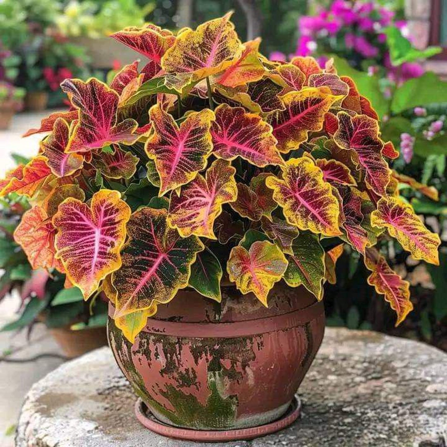 200pcs Moonlight Butterfly Seeds Ornamental Houseplant  easy to planting