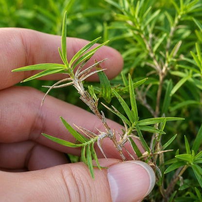 Grass Seeds 487Pcs Seeds, Low Maintenance Lawn Seed, Drought Tolerant Grass, Heat Tolerant Turf Grass, Sun to Partial Shade