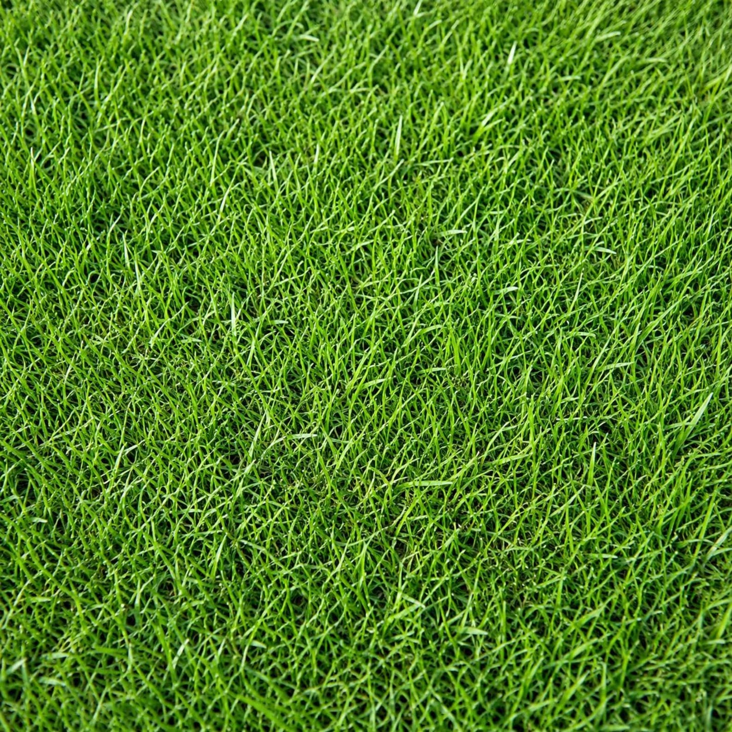Grass Seeds 487Pcs Seeds, Low Maintenance Lawn Seed, Drought Tolerant Grass, Heat Tolerant Turf Grass, Sun to Partial Shade