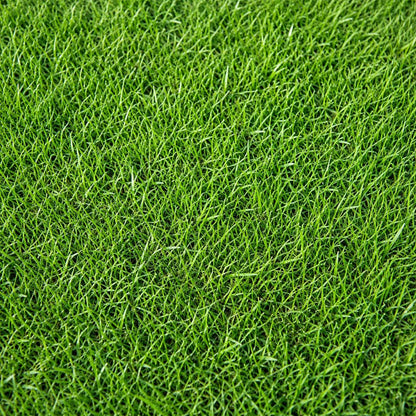 Grass Seeds 487Pcs Seeds, Low Maintenance Lawn Seed, Drought Tolerant Grass, Heat Tolerant Turf Grass, Sun to Partial Shade