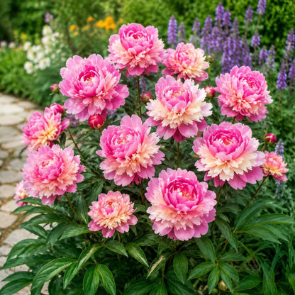 25Pcs Peony Seeds Pink Cream Double Bloom Fragrant Garden Flower Seeds for Spring Planting Pollinator Friendly