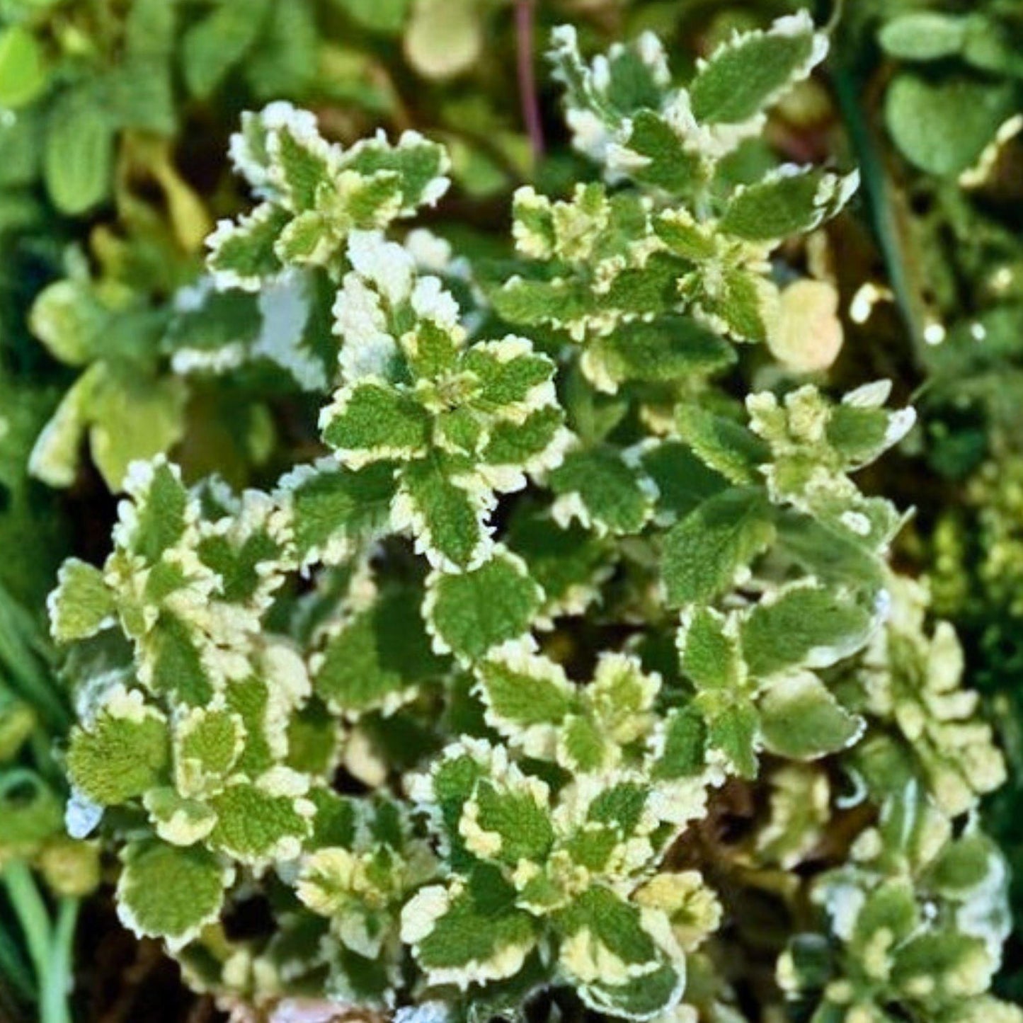 468Pcs Mint Seeds Easy to Maintain ideal for long term fixed planting in garden borders and household container spaces