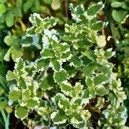 468Pcs Mint Seeds Easy to Maintain ideal for long term fixed planting in garden borders and household container spaces