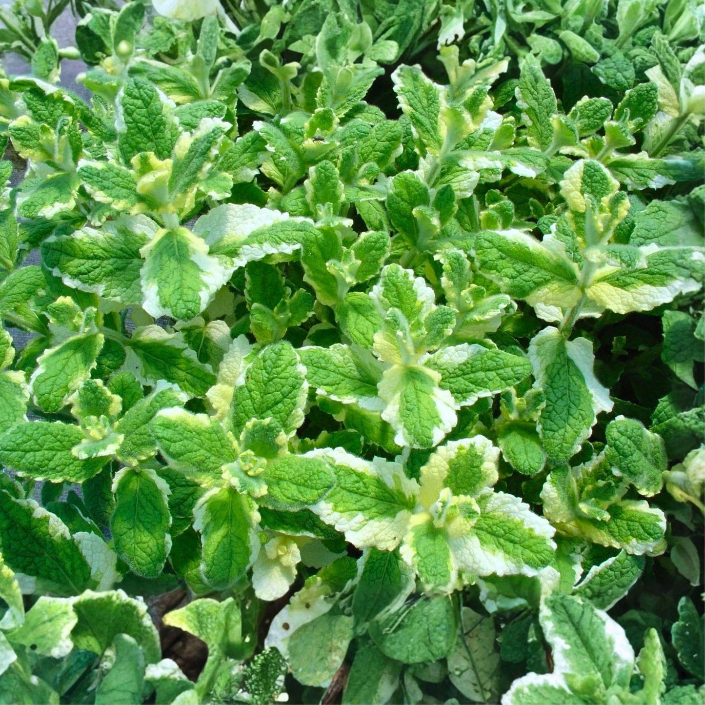 468Pcs Mint Seeds Easy to Maintain ideal for long term fixed planting in garden borders and household container spaces