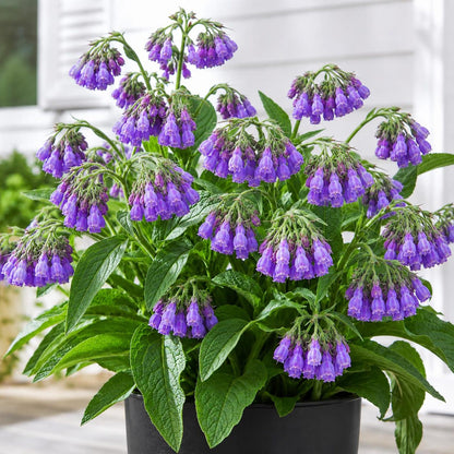 100pcs Comfrey Seeds Simple to Grow add thick substantial texture to garden backdrops and quiet yard corner landscapes