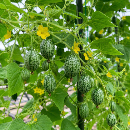 49Pcs Easy to Cultivate Thumb Watermelon Seeds match naturally with traditional home garden design and sprawling vine planting styles