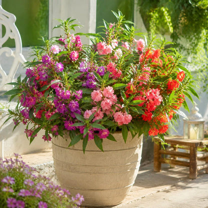 100Pcs Impatiens Seeds, Colorful Bedding Flowers Mix, Shade Loving Garden Bloom From Seed, Fast Growing Outdoor Container Planting